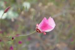 Calochortus simulans