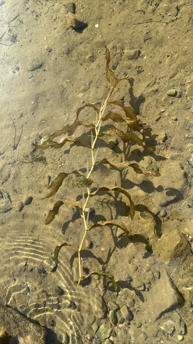 Potamogeton praelongus, 2026-09-15