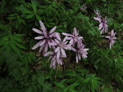 Calorezia prenanthoides