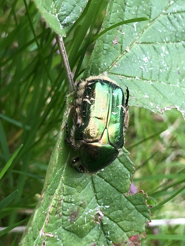 European Rose Chafer