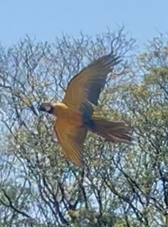 Blue-and-yellow Macaw