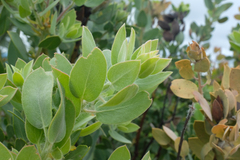 Arctostaphylos pilosula