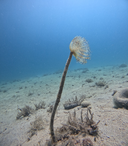 Mediterranean Fanworm