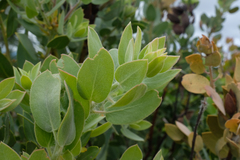 Arctostaphylos pilosula