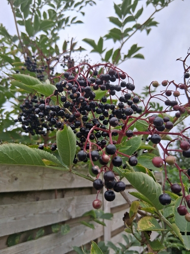 European black elderberry