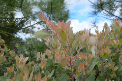 Arctostaphylos pilosula