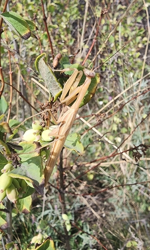European Mantis