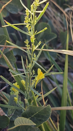 Italian toadflax