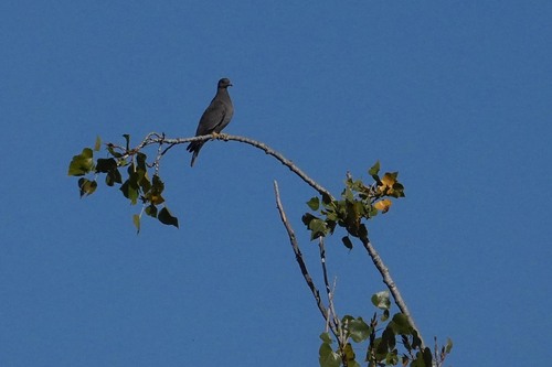 Band-tailed Pigeon observed by edwardrooks