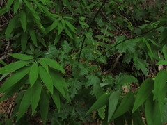 Calorezia prenanthoides