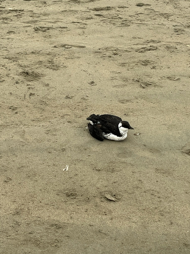 Common Murre