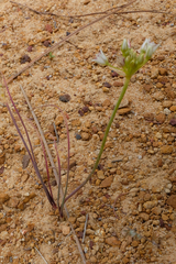 Allium lacunosum micranthum