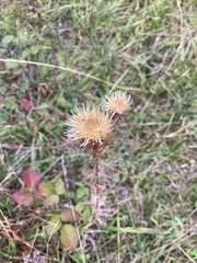 Carlina vulgaris, photograph (c) spoonbilling, some rights reserved (CC BY)