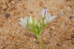 Allium lacunosum micranthum