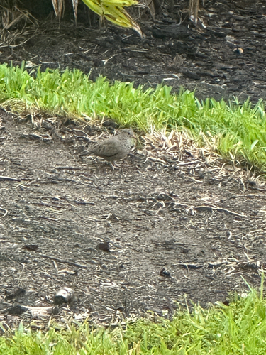 Eastern Ground Dove observed by theirishpickle