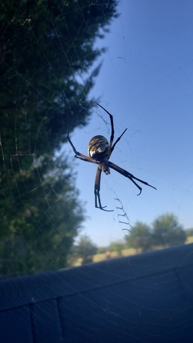 Yellow Garden Spider
