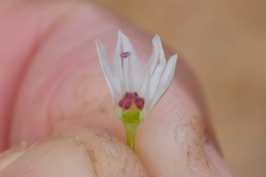 Allium lacunosum micranthum