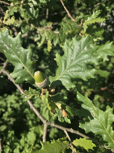 downy oak