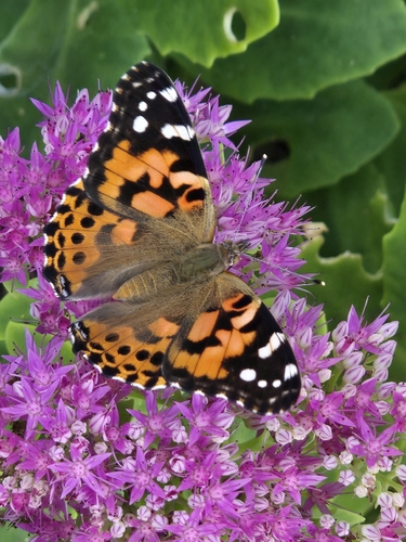 Painted Lady