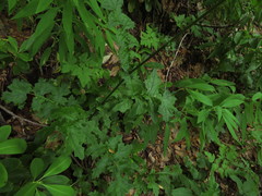 Calorezia prenanthoides