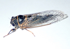 Platypedia putnami lutea