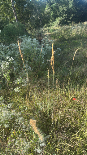 Indiangrass