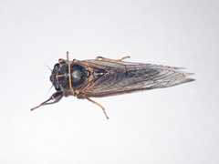 Platypedia putnami lutea