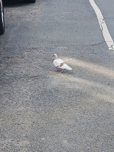 Feral Pigeon