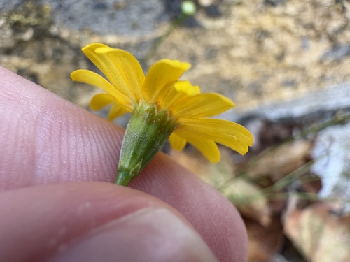 Thymophylla tenuiloba, photograph 1