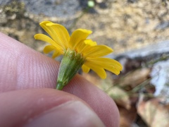 Thymophylla tenuiloba, photograph author not stated, no rights reserved