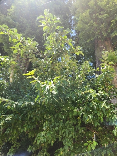 Elaeagnus multiflora observed 2026-09-11