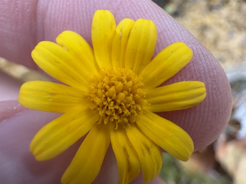 Thymophylla tenuiloba, photograph 2