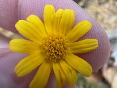 Thymophylla tenuiloba, photograph author not stated, no rights reserved