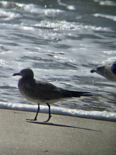 Laughing Gull observed by requireswings