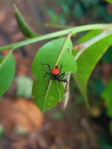 Panthous bimaculatus