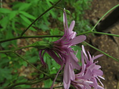 Calorezia prenanthoides