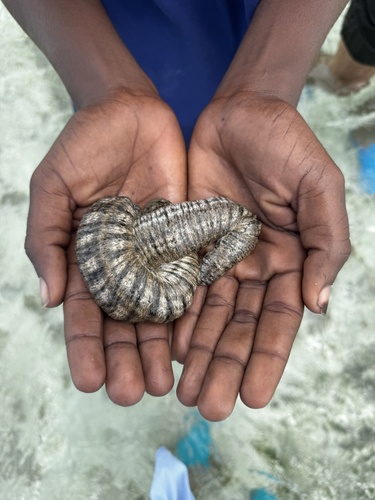 Snake Sea Cucumber
