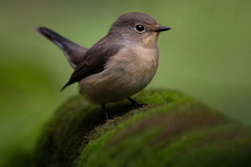 Red-breasted Flycatcher