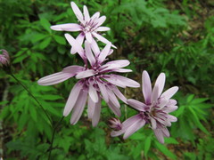 Calorezia prenanthoides