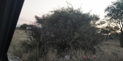 Condalia warnockii