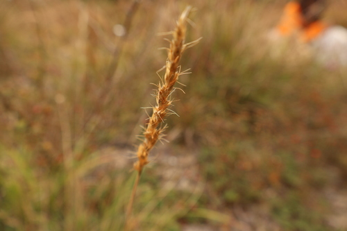 Koeleria spicata observed 2026-09-15