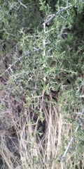 Condalia warnockii