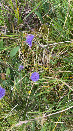 Devil's-bit Scabious