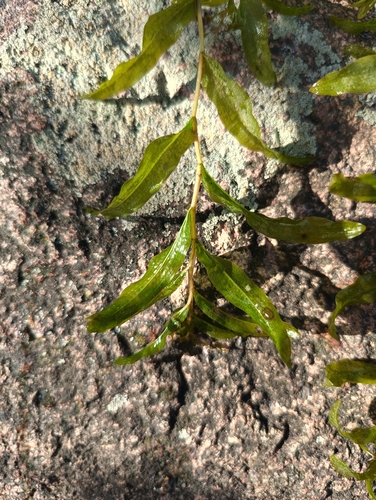Bright-leaved Pondweed