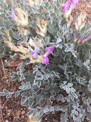 Astragalus utahensis