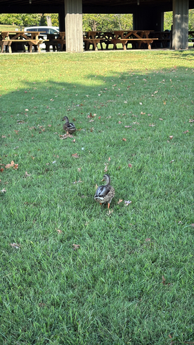 Mallard