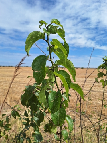 Osage-orange