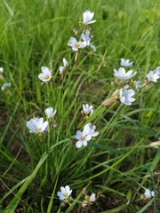 Sisyrinchium