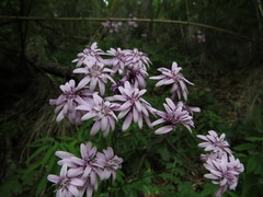 Calorezia prenanthoides
