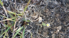 Chaetopappa asteroides